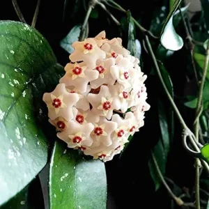 Hoya Carnosa Seeds Wax Plant - 100 Pcs Flower Seeds for Attractive Waxy Foliage & Fragrant Star-Shaped Flowers - Low-Maintenance Houseplant for Hanging Baskets - Image 4