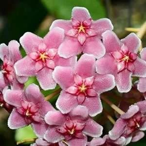 Hoya Carnosa Seeds Wax Plant - 100 Pcs Flower Seeds for Attractive Waxy Foliage & Fragrant Star-Shaped Flowers - Low-Maintenance Houseplant for Hanging Baskets - Image 5