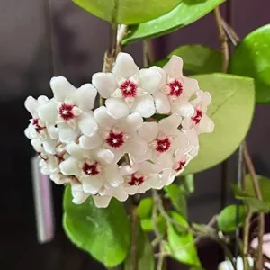 Hoya Carnosa Seeds Wax Plant - 100 Pcs Flower Seeds for Attractive Waxy Foliage & Fragrant Star-Shaped Flowers - Low-Maintenance Houseplant for Hanging Baskets - Image 6