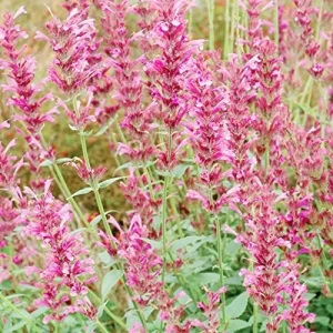 Alternative view of Hummingbird Mint Seeds 60Pcs Red Fragrant Deer Resistant Flower Seeds for Outdoor Rock Garden & Beds Attracts Hummingbirds