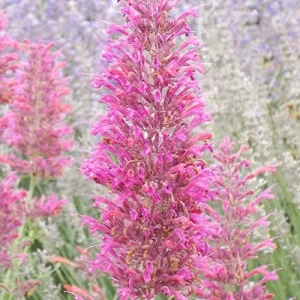 Hummingbird Mint Seeds 60Pcs Red Fragrant Deer Resistant Flower Seeds for Outdoor Rock Garden & Beds Attracts Hummingbirds - Image 3