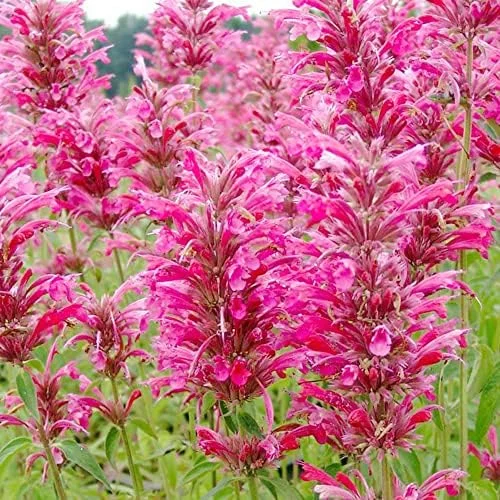 Hummingbird Mint Seeds 60Pcs Red Fragrant Deer Resistant Flower Seeds for Outdoor Rock Garden & Beds Attracts Hummingbirds - Image 4