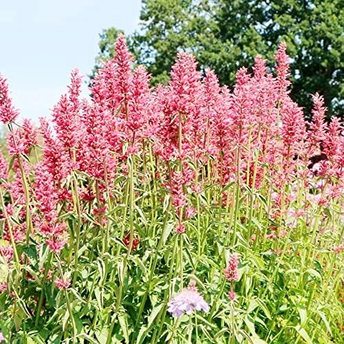 Hummingbird Mint Seeds 60Pcs Red Fragrant Deer Resistant Flower Seeds for Outdoor Rock Garden & Beds Attracts Hummingbirds - Image 5