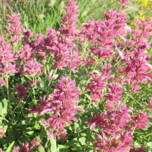 Hummingbird Mint Seeds 60Pcs Red Fragrant Deer Resistant Flower Seeds for Outdoor Rock Garden & Beds Attracts Hummingbirds - Image 6