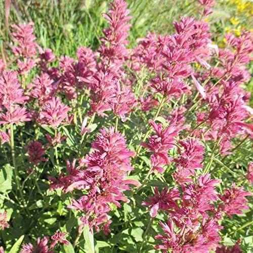 Hummingbird Mint Seeds 60Pcs Red Fragrant Deer Resistant Flower Seeds for Outdoor Rock Garden & Beds Attracts Hummingbirds - Image 6
