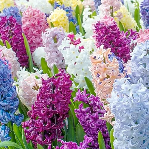 Hyacinth Seeds 100Pcs Orientalis Perennial Non-GMO Mixed Colors for Garden & Indoor Planting - Image 2