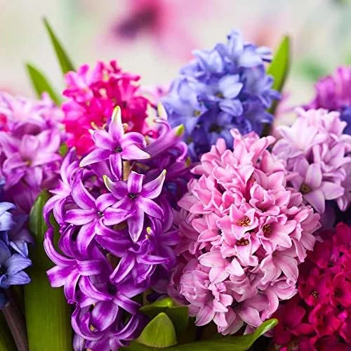 Hyacinth Seeds 100Pcs Orientalis Perennial Non-GMO Mixed Colors for Garden & Indoor Planting - Image 3