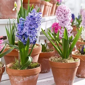 Hyacinth Seeds 100Pcs Orientalis Perennial Non-GMO Mixed Colors for Garden & Indoor Planting - Image 4