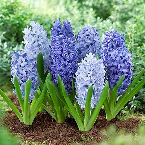 Hyacinth Seeds 100Pcs Orientalis Perennial Non-GMO Mixed Colors for Garden & Indoor Planting - Image 5