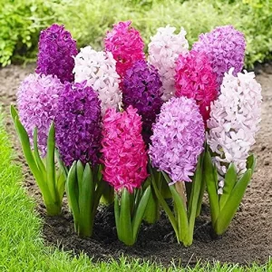 Hyacinth Seeds 100Pcs Orientalis Perennial Non-GMO Mixed Colors for Garden & Indoor Planting - Image 6