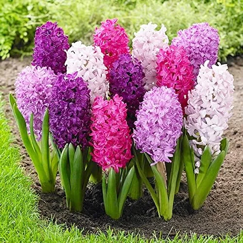 Hyacinth Seeds 100Pcs Orientalis Perennial Non-GMO Mixed Colors for Garden & Indoor Planting - Image 6
