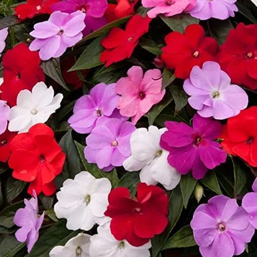 Impatiens Flower Seeds - Touch-Me-Not Balsams for Pollinators - 200 Pcs Purple Pink Red Outdoor Garden Beds Borders