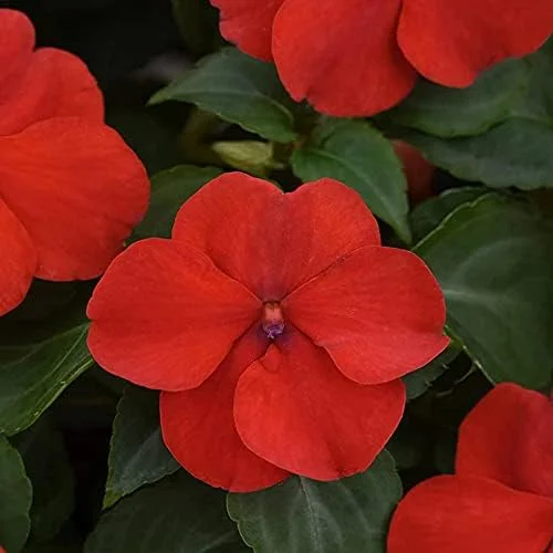 Impatiens Flower Seeds - Touch-Me-Not Balsams for Pollinators - 200 Pcs Purple Pink Red Outdoor Garden Beds Borders - Image 2