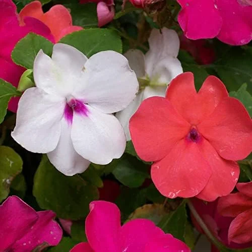 Impatiens Flower Seeds - Touch-Me-Not Balsams for Pollinators - 200 Pcs Purple Pink Red Outdoor Garden Beds Borders - Image 3