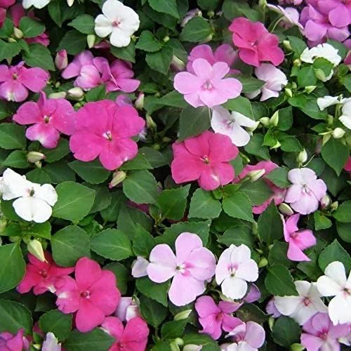 Impatiens Flower Seeds - Touch-Me-Not Balsams for Pollinators - 200 Pcs Purple Pink Red Outdoor Garden Beds Borders - Image 4