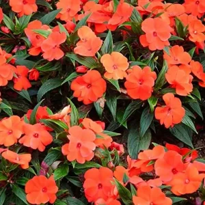 Impatiens Flower Seeds - Touch-Me-Not Balsams for Pollinators - 200 Pcs Purple Pink Red Outdoor Garden Beds Borders - Image 5