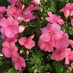 Impatiens Flower Seeds - Touch-Me-Not Balsams for Pollinators - 200 Pcs Purple Pink Red Outdoor Garden Beds Borders - Image 6