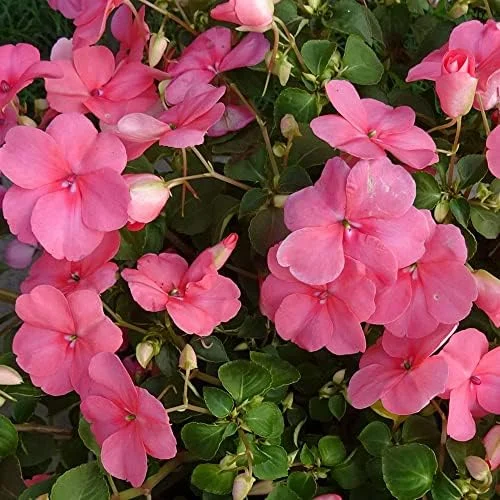 Impatiens Flower Seeds - Touch-Me-Not Balsams for Pollinators - 200 Pcs Purple Pink Red Outdoor Garden Beds Borders - Image 6