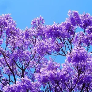 Alternative view of Jacaranda Mimosifolia Seeds, 30Pcs Blue Ornamental Tree Seeds, Drought Tolerant, Low-Maintenance