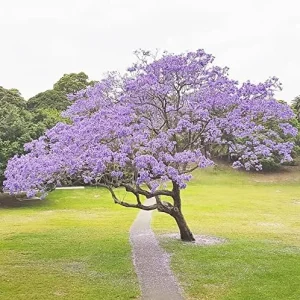 Jacaranda Mimosifolia Seeds, 30Pcs Blue Ornamental Tree Seeds, Drought Tolerant, Low-Maintenance - Image 3