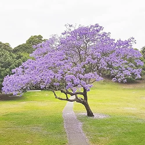 Jacaranda Mimosifolia Seeds, 30Pcs Blue Ornamental Tree Seeds, Drought Tolerant, Low-Maintenance - Image 3