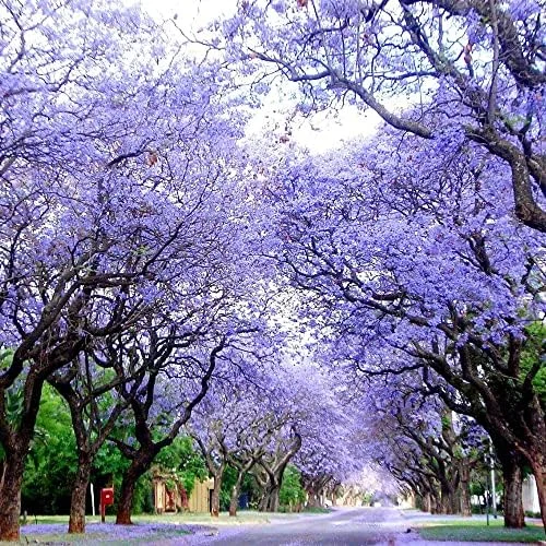 Jacaranda Mimosifolia Seeds, 30Pcs Blue Ornamental Tree Seeds, Drought Tolerant, Low-Maintenance - Image 4