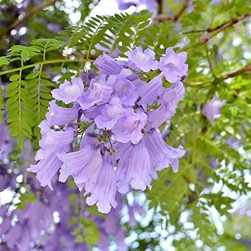 Jacaranda Mimosifolia Seeds, 30Pcs Blue Ornamental Tree Seeds, Drought Tolerant, Low-Maintenance - Image 5