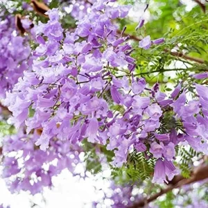 Jacaranda Mimosifolia Seeds, 30Pcs Blue Ornamental Tree Seeds, Drought Tolerant, Low-Maintenance - Image 6