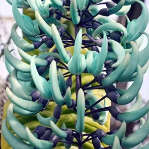 Jade Vine Seeds Strongylodon Macrobotrys Perennial Woody Vine for Showy Floral Arrangements, Beds & Borders, Outdoor, 20Pcs