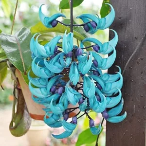 Alternative view of Jade Vine Seeds Strongylodon Macrobotrys Perennial Woody Vine for Showy Floral Arrangements, Beds & Borders, Outdoor, 20Pcs