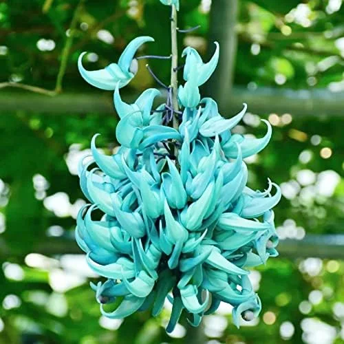Jade Vine Seeds Strongylodon Macrobotrys Perennial Woody Vine for Showy Floral Arrangements, Beds & Borders, Outdoor, 20Pcs - Image 3