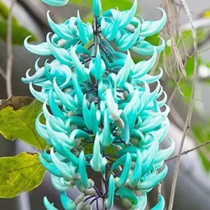 Jade Vine Seeds Strongylodon Macrobotrys Perennial Woody Vine for Showy Floral Arrangements, Beds & Borders, Outdoor, 20Pcs - Image 4
