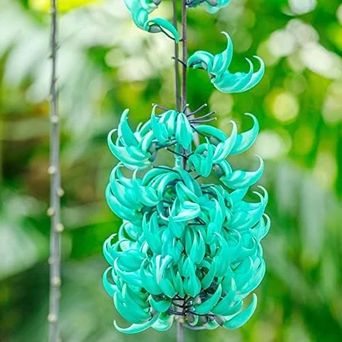 Jade Vine Seeds Strongylodon Macrobotrys Perennial Woody Vine for Showy Floral Arrangements, Beds & Borders, Outdoor, 20Pcs - Image 5