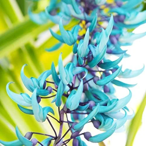 Jade Vine Seeds Strongylodon Macrobotrys Perennial Woody Vine for Showy Floral Arrangements, Beds & Borders, Outdoor, 20Pcs - Image 6