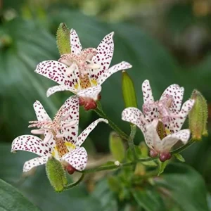 Alternative view of Japanese Toad Lily Seeds, Perennial Flower Seeds, Deer Resistant, Showy, GMO Free, Low Maintenance, Outdoor, 30Pcs