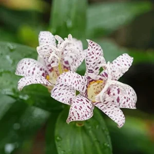 Japanese Toad Lily Seeds, Perennial Flower Seeds, Deer Resistant, Showy, GMO Free, Low Maintenance, Outdoor, 30Pcs - Image 3