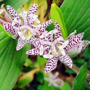 Japanese Toad Lily Seeds, Perennial Flower Seeds, Deer Resistant, Showy, GMO Free, Low Maintenance, Outdoor, 30Pcs - Image 4