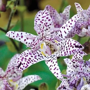 Japanese Toad Lily Seeds, Perennial Flower Seeds, Deer Resistant, Showy, GMO Free, Low Maintenance, Outdoor, 30Pcs - Image 5