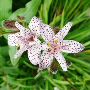 Japanese Toad Lily Seeds, Perennial Flower Seeds, Deer Resistant, Showy, GMO Free, Low Maintenance, Outdoor, 30Pcs - Image 6