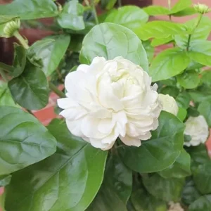 Alternative view of Jasminum Sambac Seeds - Fragrant Evergreen Climbing Shrub Flower Seeds - 50 Pcs Pink & White