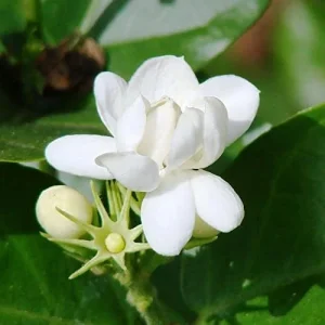Jasminum Sambac Seeds - Fragrant Evergreen Climbing Shrub Flower Seeds - 50 Pcs Pink & White - Image 3