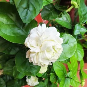 Jasminum Sambac Seeds - Fragrant Evergreen Climbing Shrub Flower Seeds - 50 Pcs Pink & White - Image 4