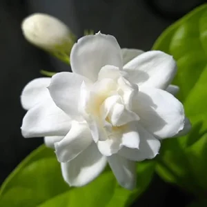Jasminum Sambac Seeds - Fragrant Evergreen Climbing Shrub Flower Seeds - 50 Pcs Pink & White - Image 5