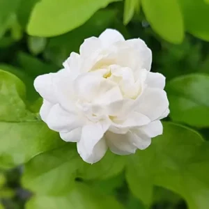Jasminum Sambac Seeds - Fragrant Evergreen Climbing Shrub Flower Seeds - 50 Pcs Pink & White - Image 6