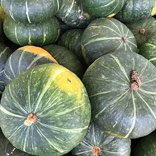 Kabocha Japanese Green Pumpkin Seeds 20 Ct Heirloom Open Pollinated Squash Seeds Green