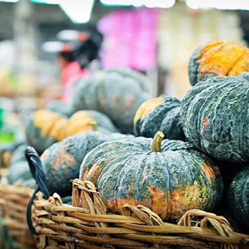 Kabocha Japanese Green Pumpkin Seeds 20 Ct Heirloom Open Pollinated Squash Seeds Green - Image 3