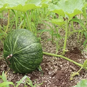 Kabocha Japanese Green Pumpkin Seeds 20 Ct Heirloom Open Pollinated Squash Seeds Green - Image 4