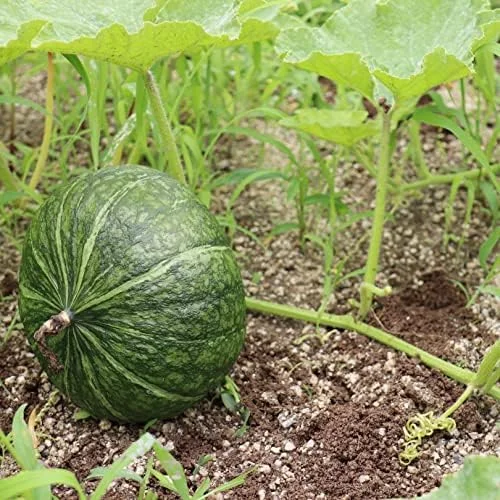 Kabocha Japanese Green Pumpkin Seeds 20 Ct Heirloom Open Pollinated Squash Seeds Green - Image 4