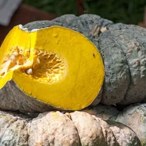 Kabocha Japanese Green Pumpkin Seeds 20 Ct Heirloom Open Pollinated Squash Seeds Green - Image 5
