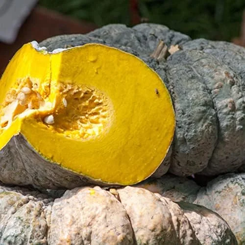 Kabocha Japanese Green Pumpkin Seeds 20 Ct Heirloom Open Pollinated Squash Seeds Green - Image 5